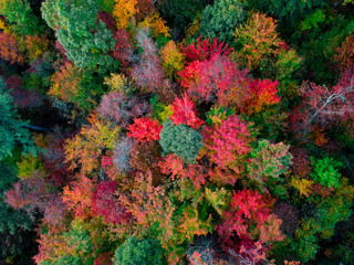 Aerial Drone view of overhead colorful fall / autumn leaf foliage near Asheville, North...
