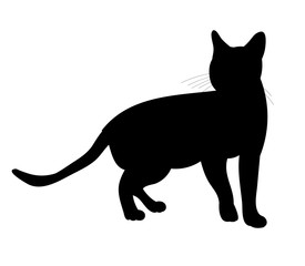 vector, isolated, black silhouette of a cat is standing