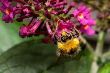 bee on flowers