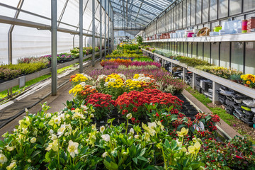 Fototapeta na wymiar interior of an large greenhouse with blossoming seasonal flowers and plants nursery. Flowers and plants for sale. Trento, northern Italy, Europe