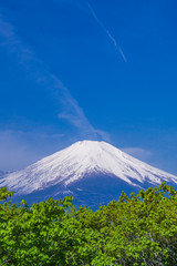 Fototapeta premium 新緑の木立と富士山