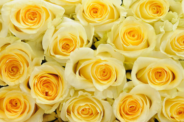 soft yellow roses