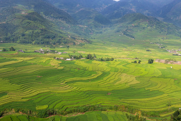 Fototapeta na wymiar terraces rice field in Mu cang chai, Yen bai, Vietnam