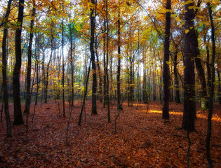  yellow trees in autumn