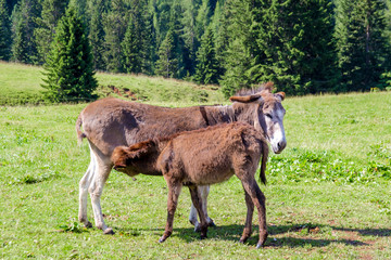 Obraz premium a donkey and her foal