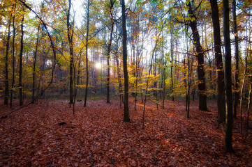  yellow trees in autumn