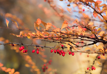 stachliger Berberitzenzweig im goldenen Herbstlicht