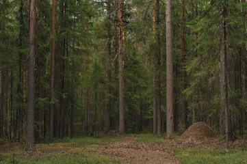 Taiga forest © Grigoriy