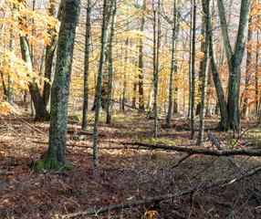 forest in autumn