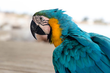 loro