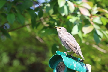 Baby Starling