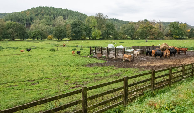 Herd of cows grazing on a farmland, England