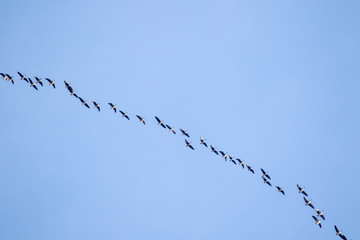 Formation von ziehenden Graugänsen über Hamburg