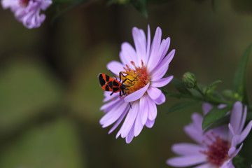 A bug  soldier on a purple Aster...