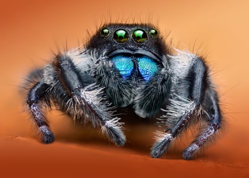 Phidippus audax macro jumping spider