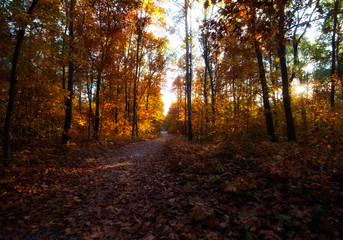  yellow trees in autumn