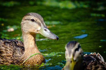 2 swimming ducks close up in the sunshine