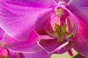 colourful orchid: shot macro 