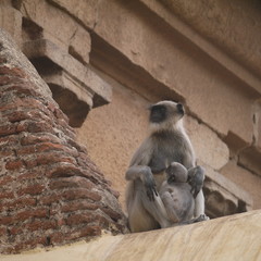 Sacred monkeys mom and cub langurs in the holy city of Hampi