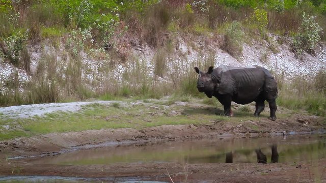 Greater One-horned Rhinoceros in Bardia national park, Nepal - specie Rhinoceros unicornis  family of Rhinocerotidae