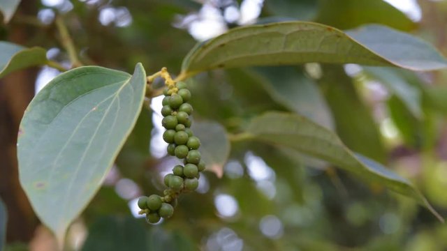 Black pepper closeup, plant with green berries and leaves sways in the wind. 25 fps, real time. Kampot area, Cambodia