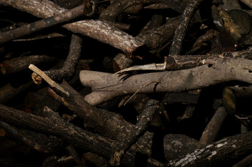 tree deforestation