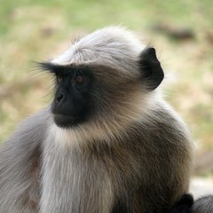 Portrait of sacred Hanuman langur