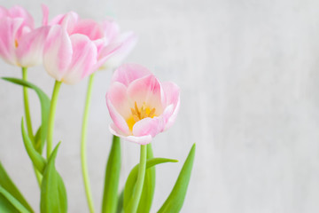 Beautiful gently pink flowers tulips in a bend against a blurred very light backdrop. Bouquet fragment.