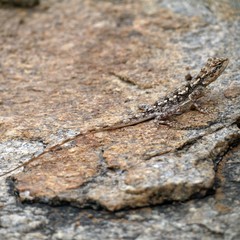 Long-tailed lizard hiding on a rock