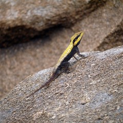 Peninsular rock agama sitting on a rock