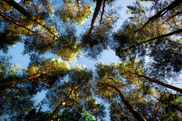 Obraz premium Looking up at pine trees against a blue sky