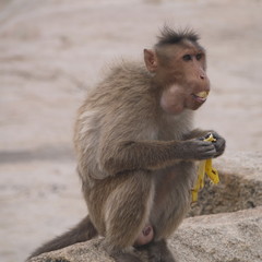 Bonnet macaque chewing a banana