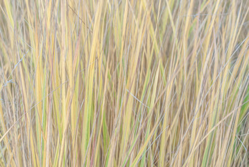 Texture of dry autumn grass sedge, natural neutral calm background