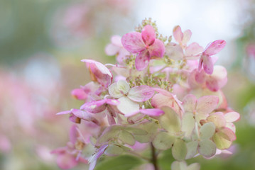 Hydrangea flowers at the end of the season, soft focuse closeup inflorescence, gentle illustration of fall time in the garden