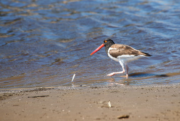 Oystercatcher fishing in the lagoon           