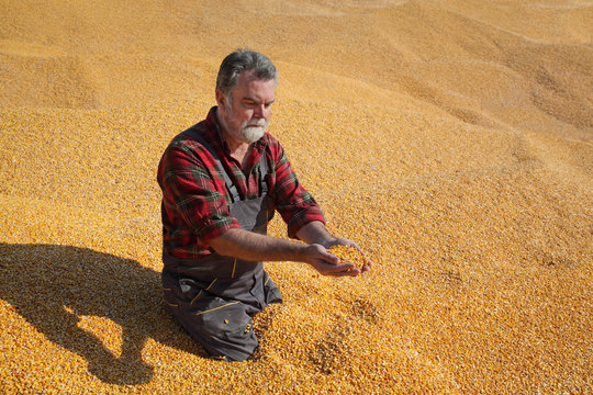 Corn harvest, farmer at heap of crop holding handful of  seed