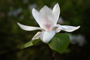 Magnolia Crown