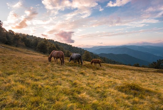 awesome nature scenery, horses on the meadow on background beech forest and far mountains, sunrise morning image, dramatic cloudy sky, Carpathians, Ukraine, European landscape