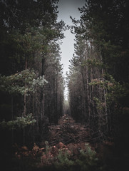 Spooky woodland path deep in a pine forest, narrow clearing