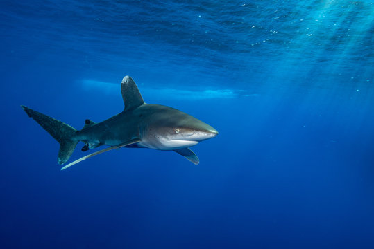 Hai Longimanus im Meer vor den Brother Islands in &Auml;gypten