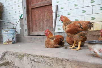 Chickens in the yard