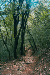 Narrow road crossing the mountain surrounded