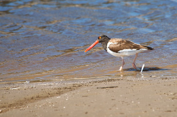 Oystercatcher fishing in the lagoon   