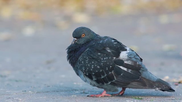 Fat Pigeon Standing On Ground