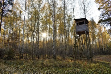 Ambona myśliwska w lesie © Michał Kiełpiński