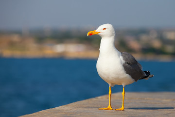 Ivory Gull on the pier