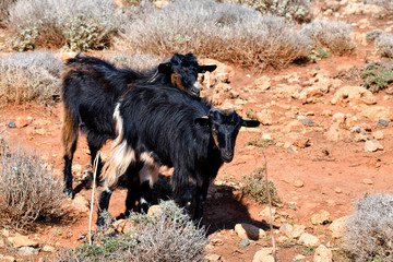 Fototapeta premium Greece, Crete, goats on Gramvousa Peninsula