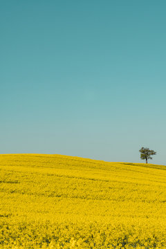 Rapsfeld