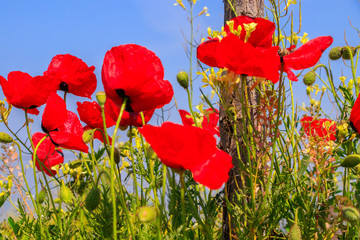 Obraz premium Pole z makami pod niebieskim niebem