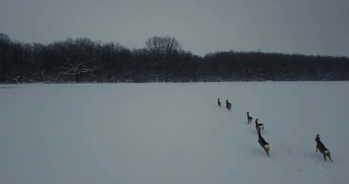 Chasing deer in the field during the winter in snow